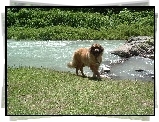 Leonberger, woda, skały