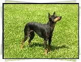 Angielski Toy Terrier, zielona, trawa