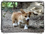 rudy, Welsh corgi pembroke