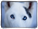 Pies, Niebieskie, Oczy
