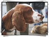 gowa, Springer spaniel walijski