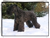 Kerry blue terrier, śnieg