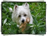 West Highland White Terrier, Zabawka