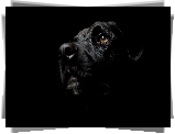Czarny, Pies, Labrador Retriever