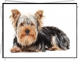 Yorkshire Terrier, Długa, Sierść