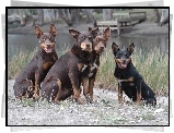 Cztery, Owczarki australijskie - Kelpie