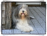 Duży, Bearded collie