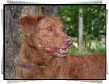 Głowa, Chesapeake Bay retrievera