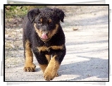 Słodki, szczeniak, Rottweiler