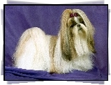 Lhasa Apso, kucyk