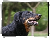 Pysk, Owczarka francuskiego Beaucerona