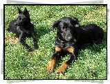 Beauceron