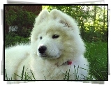 młody, Samojed