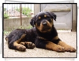 Słodki, szczeniak, Rottweiler