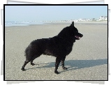 Schipperke, plaża