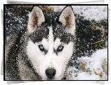 Siberian Husky, Śnieg