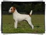 Parson Russell Terrier, trawa