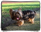 Australian Silky Terrier