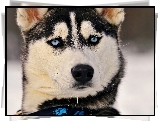 Siberian Husky, Niebieskie, Oczy