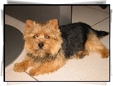 czarno-rudy, Norwich terrier