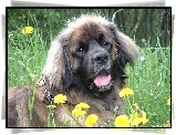 Leonberger, żółte, kwiatki