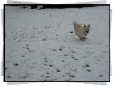 Norsk Buhund, śnieg