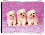 Trzy, Psiaki, Bichon frise