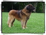 Leonberger, zielona, trawa