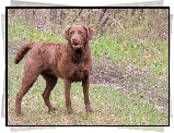 Brązowy, Chesapeake Bay retriever