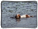 płynący, Springer spaniel walijski, kij, woda