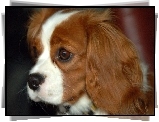 Rudo-biay, King Charles Spaniel