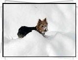 Norwich terrier