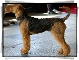 Airedale Terrier