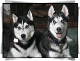 dwa, czarne, Siberian Husky