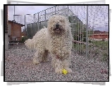 Komondor, wysoki, płot