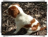 szczeniak, Springer spaniel walijski