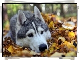 Siberian Husky, Liście