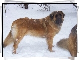 Leonberger, śnieg