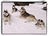 Psy, Rodzina, Siberian Husky