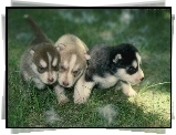 trzy, słodkie, szczeniaki, Siberian Husky