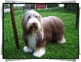 Zadbany, Bearded collie