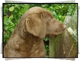 Chesapeake Bay retriever, Szczeniak