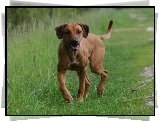 Rhodesian ridgeback, zielona, trawa