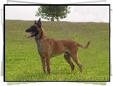 Owczarek belgijski Malinois, drzewo