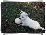 szczeniak, West Highland White Terrier, piłka