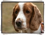 głowa, Springer spaniel walijski