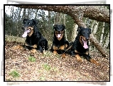 Trzy, Beaucerony, przewrócone, drzewo