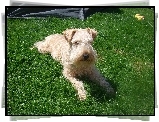 Lakeland Terrier, pszeniczne, umaszczenie