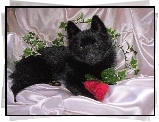 Schipperke, róża