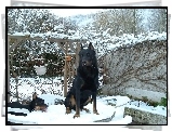 Owczarek francuski Beauceron, stół, krzesła, śnieg